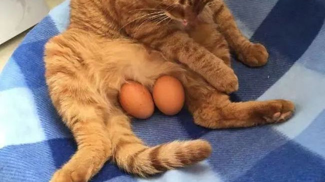 蛋蛋总是湿乎乎，到底是什么毛病？